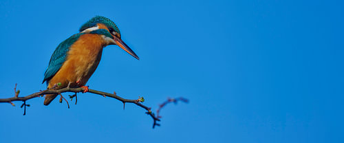 IJsvogel - Hoog in de meidoorn