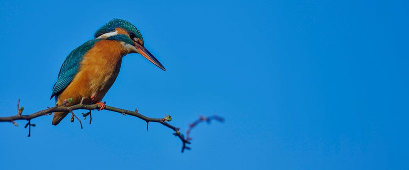 Eisvogel - Hoch im Weißdorn von Eisvogel.land - Corné van Oosterhout