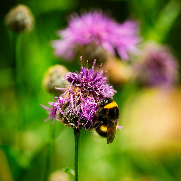 Macro of a bee on purple clover by Marloes van Pareren