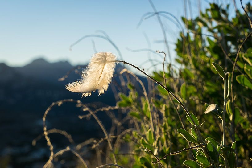 Leichte Feder im Wind von Adriana Mueller
