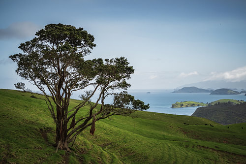 Lonely Tree