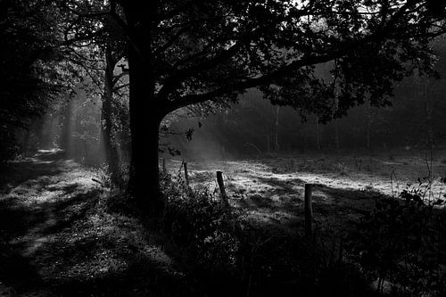 Eik in ochtendlicht aan de bosrand