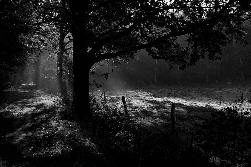 Eiche im Morgenlicht am Rande des Waldes von Jurjen Melinga