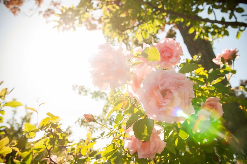 Pink Rose by Dorien Luijten