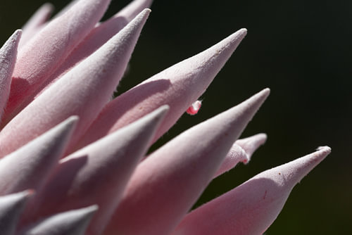 Bloem in Zuid Afrika