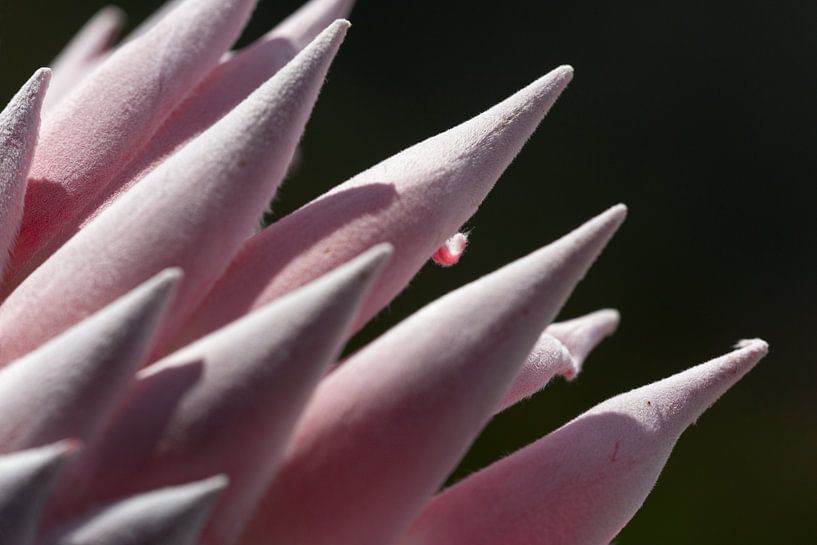 Bloem in Zuid Afrika van Stephan Van Reisen
