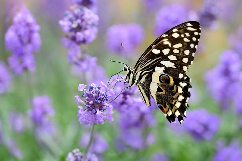 Papilio demodocus by Marleen van Meurs