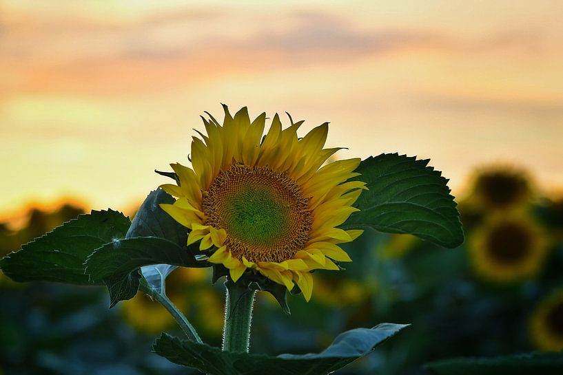 sunflowers by Nico Dam