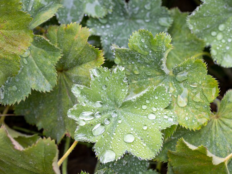 Drops after the rain by Teresa Bauer