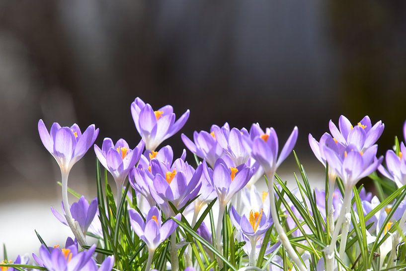 Die ersten Krokusse im Garten von Claude Laprise
