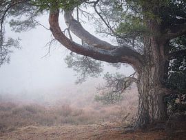 Fairy-tale tree by Angela Kraan