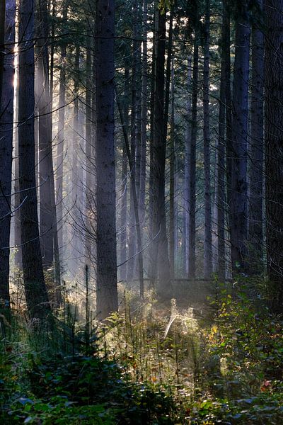 Autumn by Mario Creanza