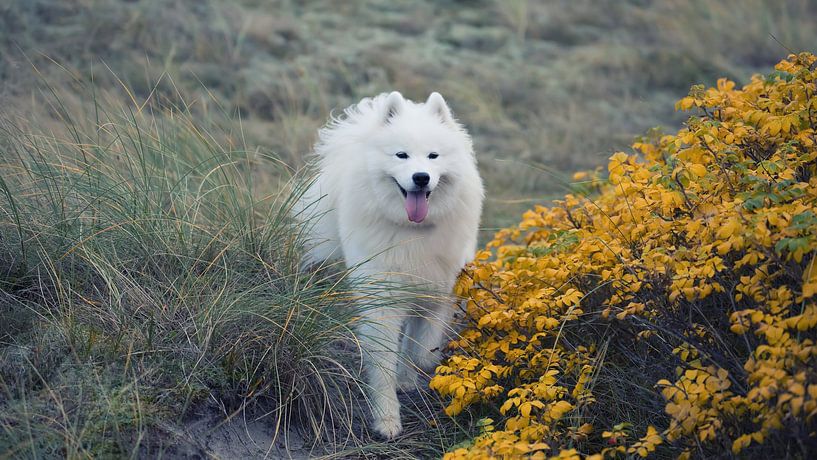 Samoyed by Bo Valentino