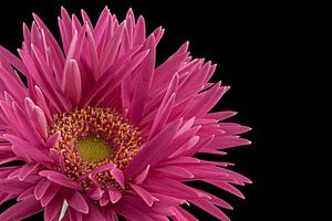 Gerbera sur Tanja van Beuningen