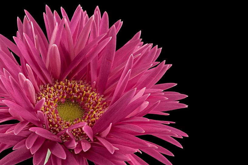 Gerbera van Tanja van Beuningen