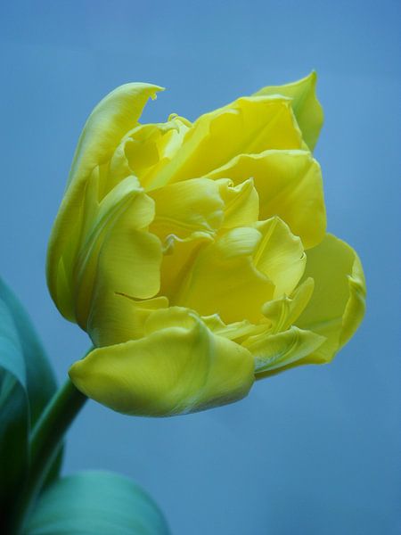Tulp by Jonathan Kremer