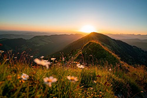Zonsopgang met bloemen op de Hochgrat