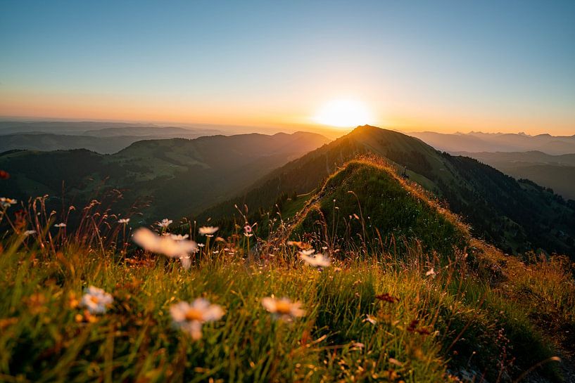 Sunrise with flowers on the Hochgrat by Leo Schindzielorz