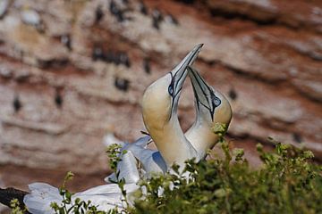 Gannet pairs on the island of Helgoland.