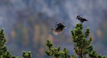 Two Spotted Nutcrackers ( Nucifraga Caryocatactes ) by Leny Silina Helmig