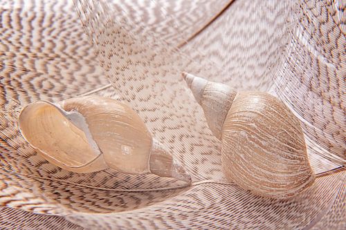 stilleven met twee schelpen en vogelveren