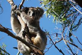 Koala von Jasper