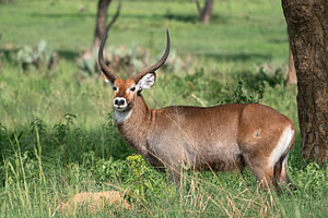 Defassa Wasserbock (Kobus defassa), Murchison Falls National Park, Uganda