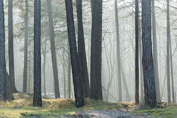 Ochtendlicht in het bos