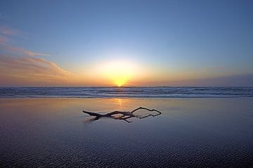 Driftwood at low tide.