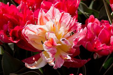 een prachtige rode siertulp van W J Kok