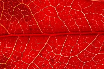 Warm rood herfstblad met witte nerven van Michel Vedder Photography