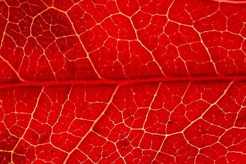 Warm rood herfstblad met witte nerven