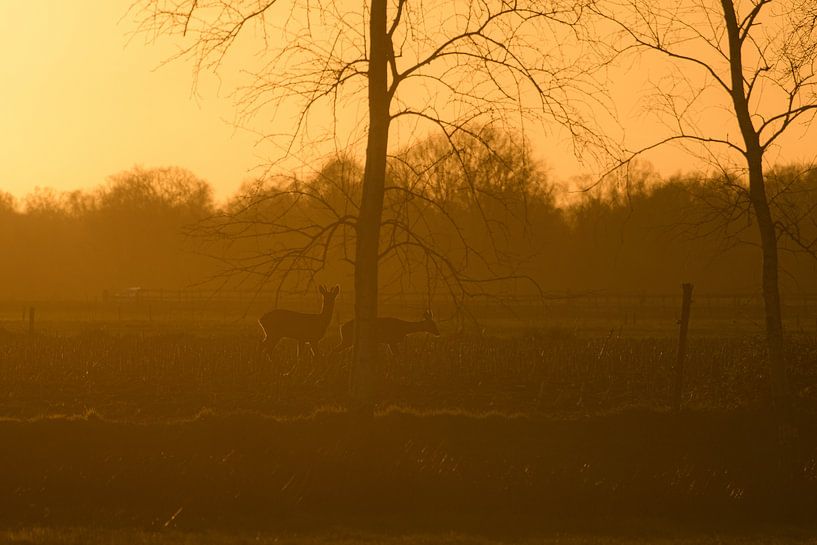 When the sun sets and the Deer emerge by Leon Kuijer