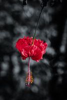 Hibiscus pur