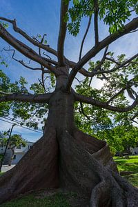 USA, Florida, Uralter Kapokbaum mit riesigen Wurzeln in Key West von adventure-photos