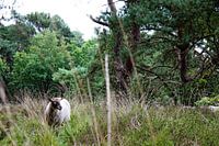 Between the grass and the heather