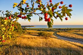 Hagebutten, Groß Zicker im Herbst von GH Foto & Artdesign