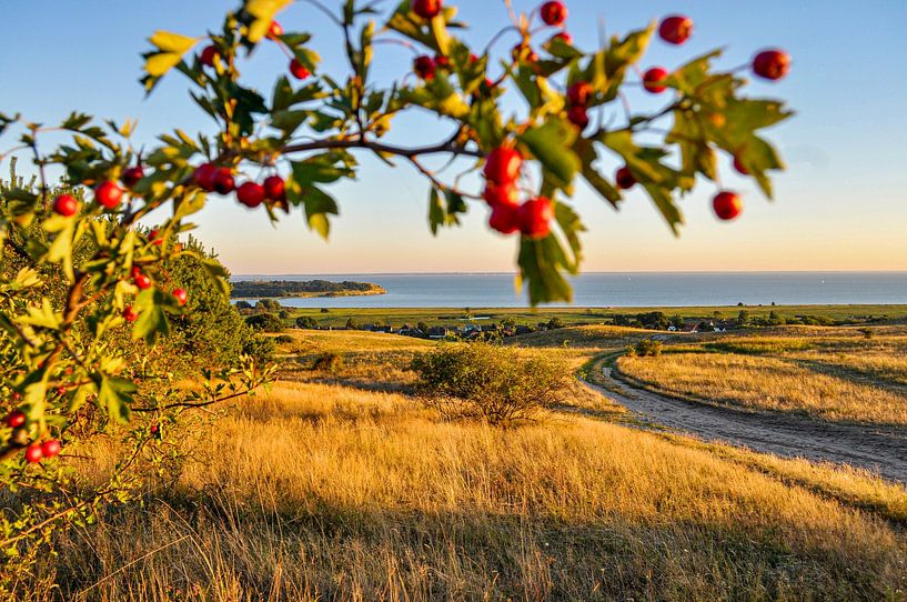 Hagebutten, Groß Zicker im Herbst von GH Foto & Artdesign