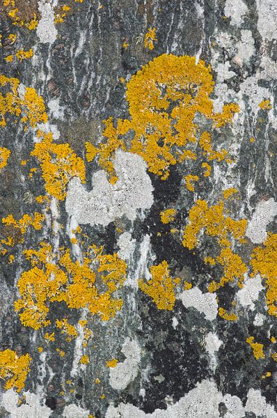 Abstract pattern of lichen on a rock. by Ron Poot