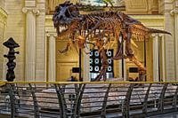 "Sue" de dinosaurus in de hoofdzaal van het Field Museum of Natural History in Chi