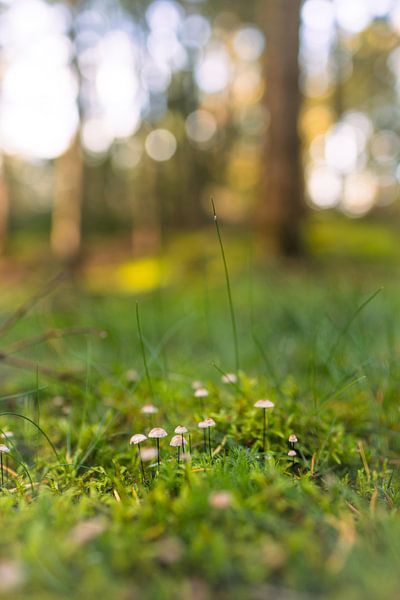 Ieniemini mushrooms by Marloes ten Brinke