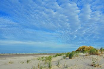 Seegras in den Dünen