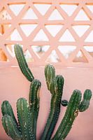 Moroccan print 'Cactus On Pink Wall | Travel Photography