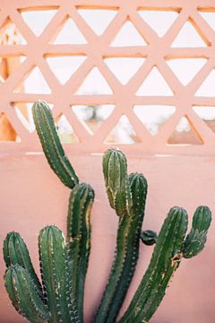 Marokkanischer Druck 'Kaktus an der rosafarbenen Mauer' | Reisefotografie von Yaira Bernabela