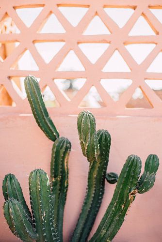 Moroccan print 'Cactus On Pink Wall | Travel Photography