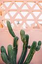 Maroc : impression de "Cactus sur le mur rose" | Photographie de voyage par Yaira Bernabela Aperçu