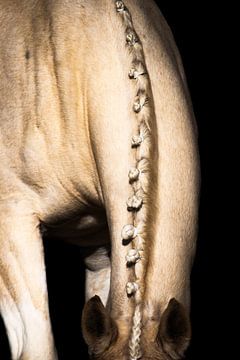fine art paarden hals met oren van Rochelle Van rees