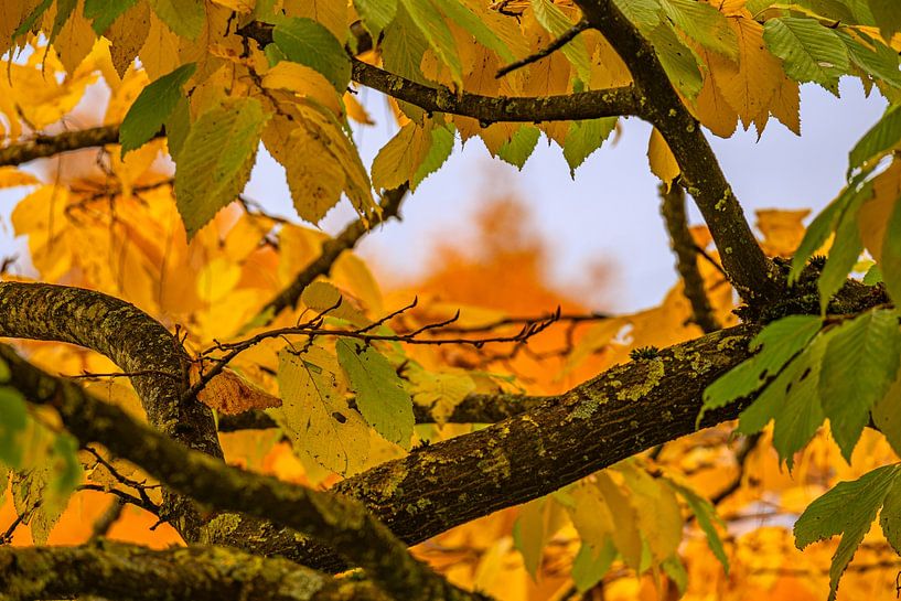 Intensiteit late herfst van Photoart-Naegele