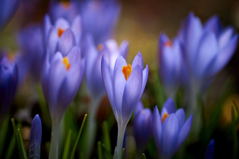 Crocus bleu violet par Cor de Hamer