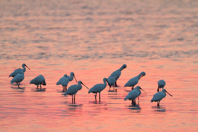 Lepelaars (Platalea leucorodia) tijdens de schemering van Beschermingswerk voor aan uw muur